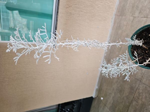 Identificação da planta Vira-vira por foto