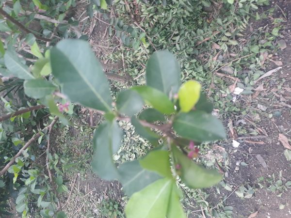 Identificação da planta Acerola por foto