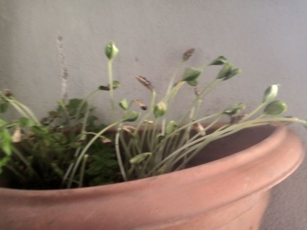 Identificação da planta Agrião por foto