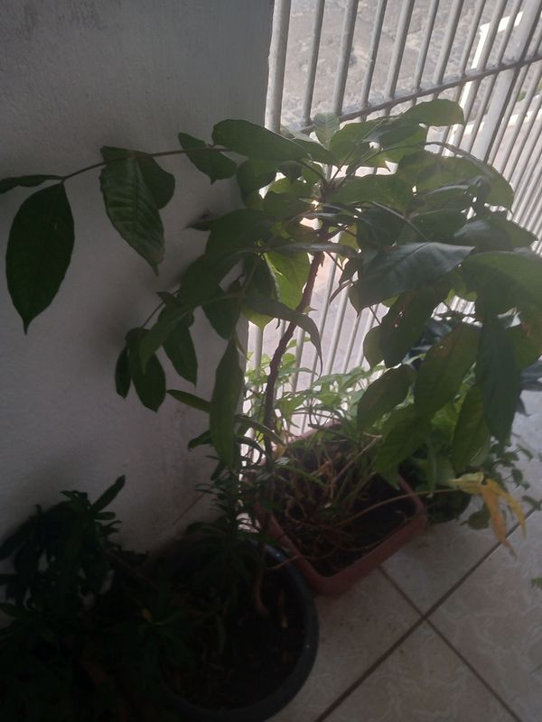 Identificação da planta Cajá-manga por foto