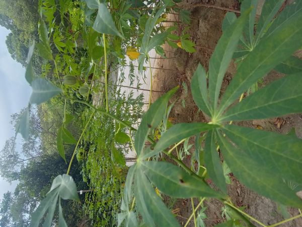 Identificação da planta Mandioca por foto