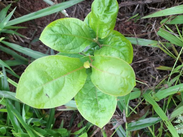 Identificação da planta Caqui por foto