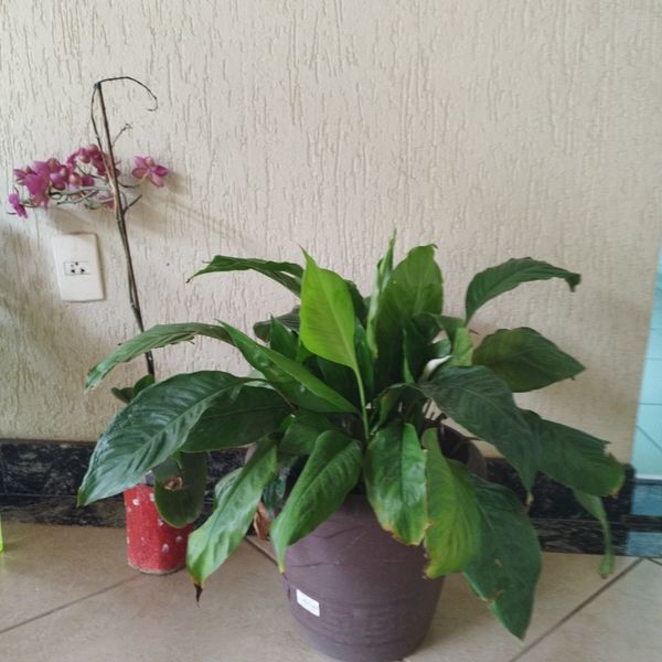 Identificação da planta Como cuida do lirio por foto