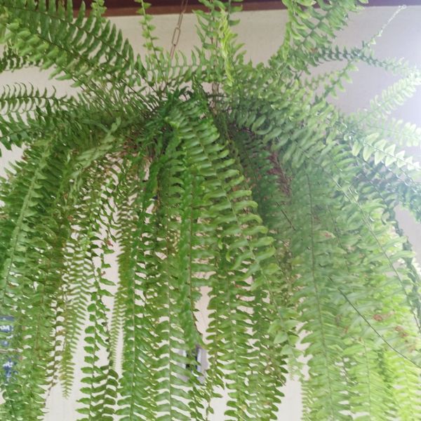 Identificação da planta Samambaia por foto