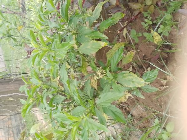 Identificação da planta Manjericão-anão por foto