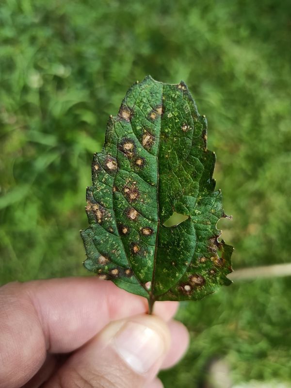 Identificação da planta Jambu por foto