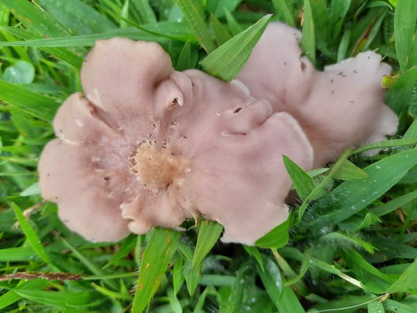Identificação da planta Clúsia por foto