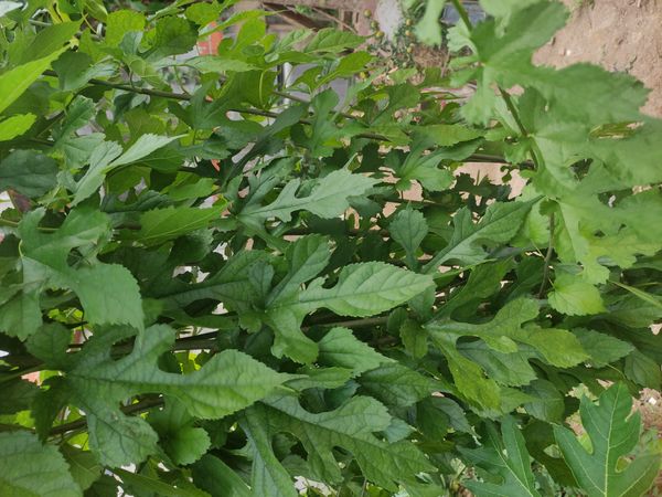 Identificação da planta Amora por foto