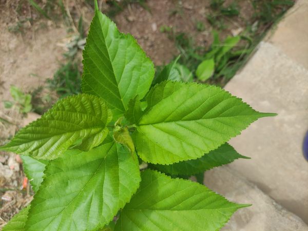 Identificação da planta Amora por foto