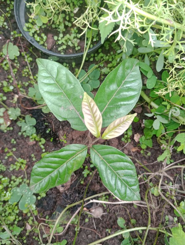 Identificação da planta Rambutan por foto