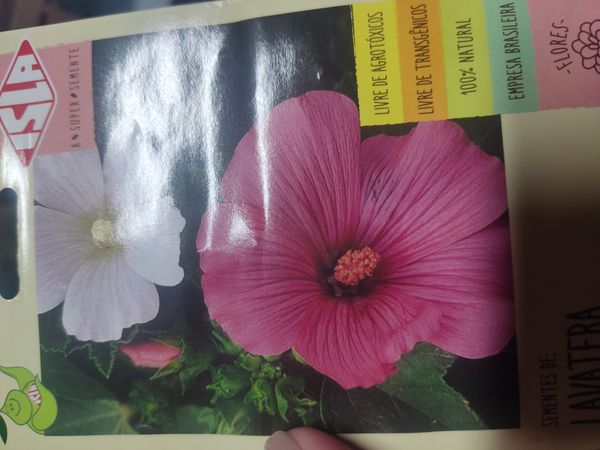 Identificação da planta Malva trimestris por foto