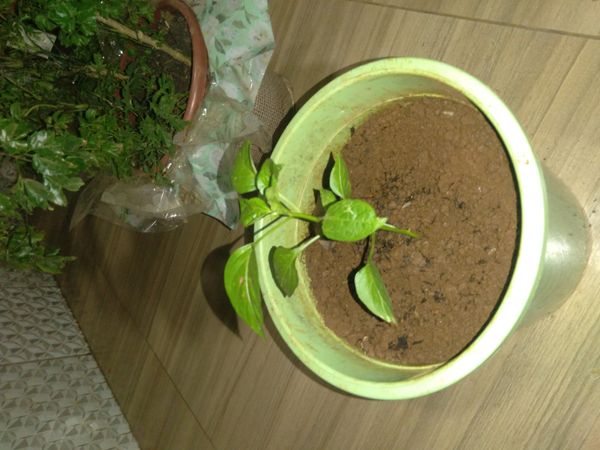 Identificação da planta Pimenta por foto