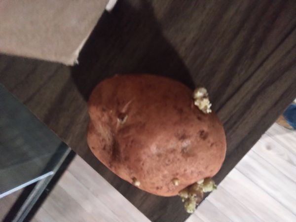 Identificação da planta Batata-inglesa por foto