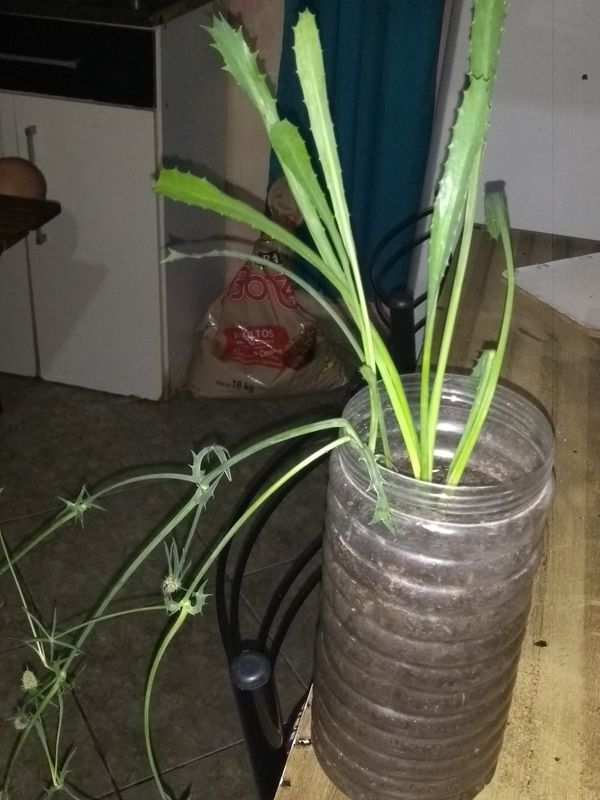 Identificação da planta Coentro verdadeiro por foto