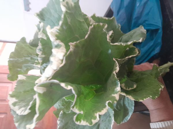 Identificação da planta Couve-do-mar por foto