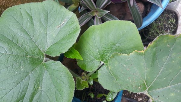 Identificação da planta Abóbora por foto