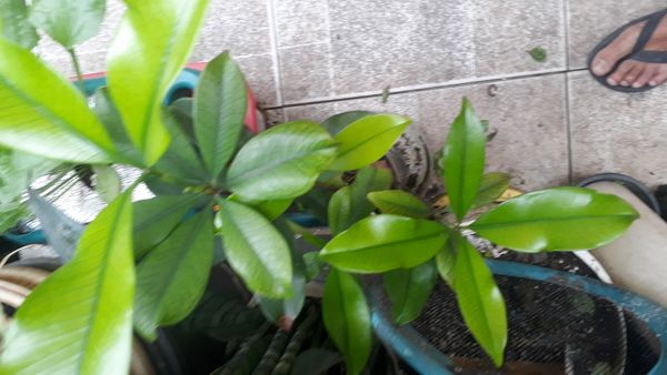 Identificação da planta Grumixama por foto