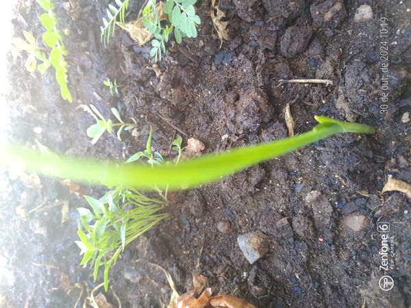 Identificação da planta Alho por foto