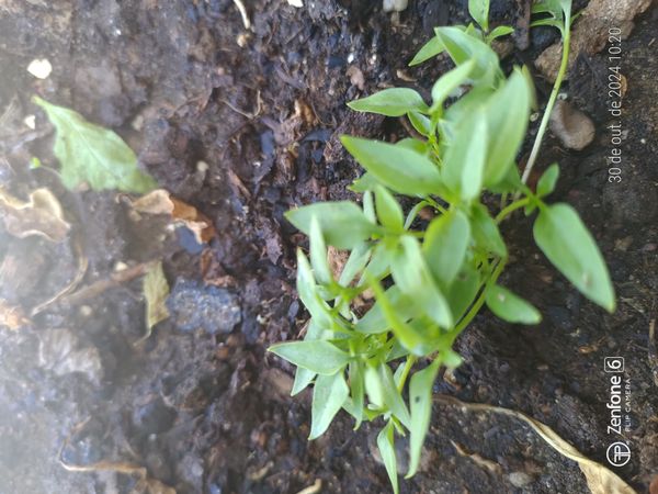 Identificação da planta Malagueta por foto