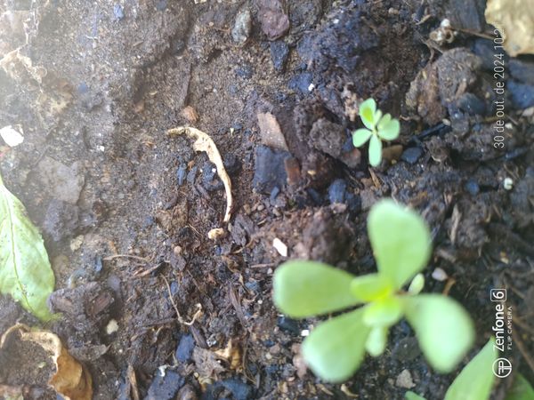 Identificação da planta Portulaca por foto