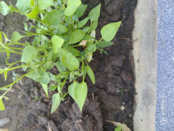 Identificação da planta Pimenta por foto