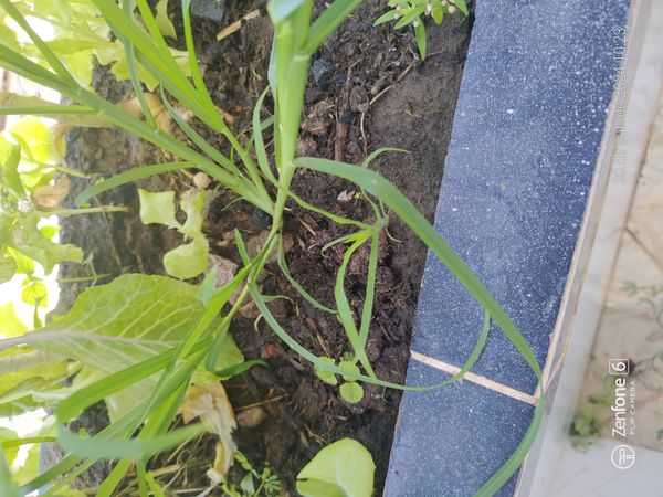 Identificação da planta Alho por foto