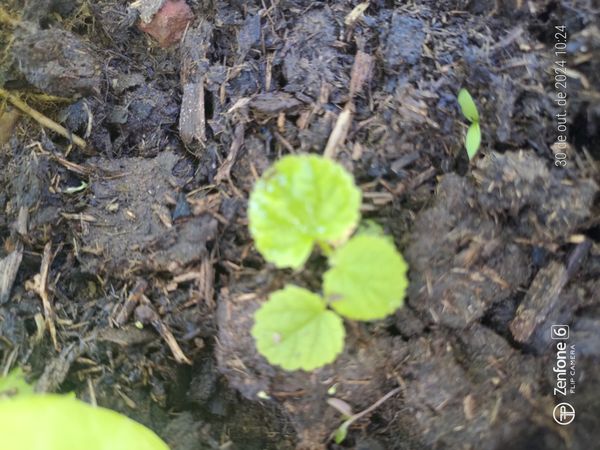 Identificação da planta Cabelo-de-negro por foto