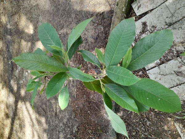 Identificação da planta Michelia por foto