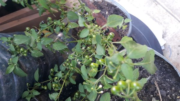 Identificação da planta Maria-pretinha por foto
