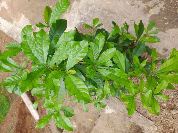 Identificação da planta Miraculina por foto