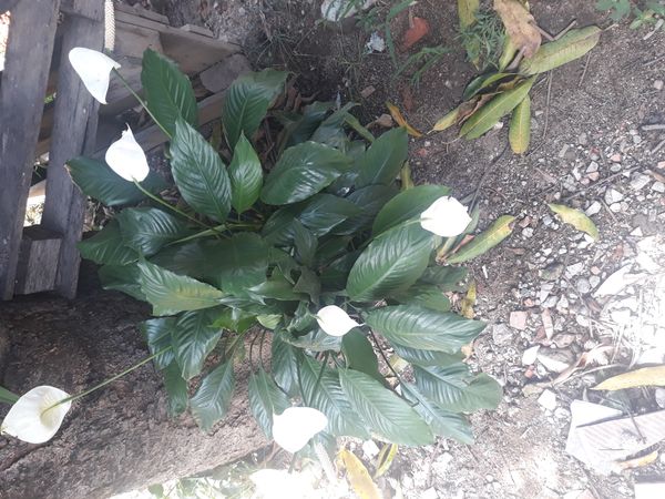 Identificação da planta Lírio-da-paz por foto