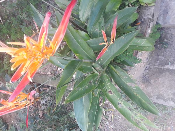 Identificação da planta Bananeira-de-jardim por foto