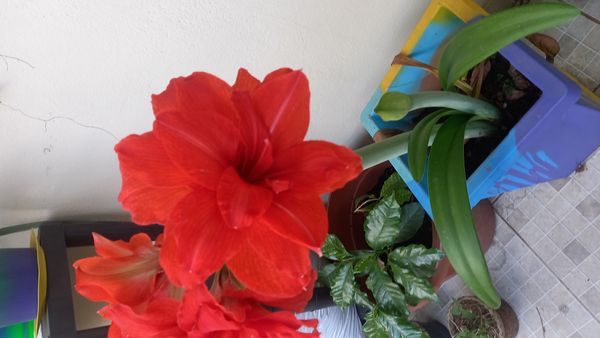 Identificação da planta Amarílis por foto
