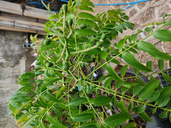 Identificação da planta Cajá-manga por foto