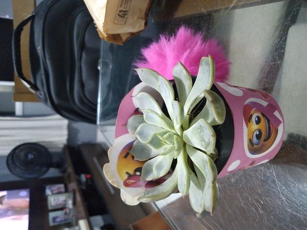 Identificação da planta Flor de Suculenta por foto