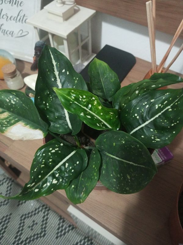 Identificação da planta Comigo-ninguém-pode por foto