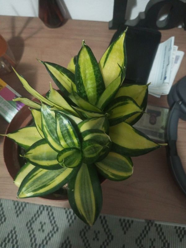 Identificação da planta Espada de são jorge por foto