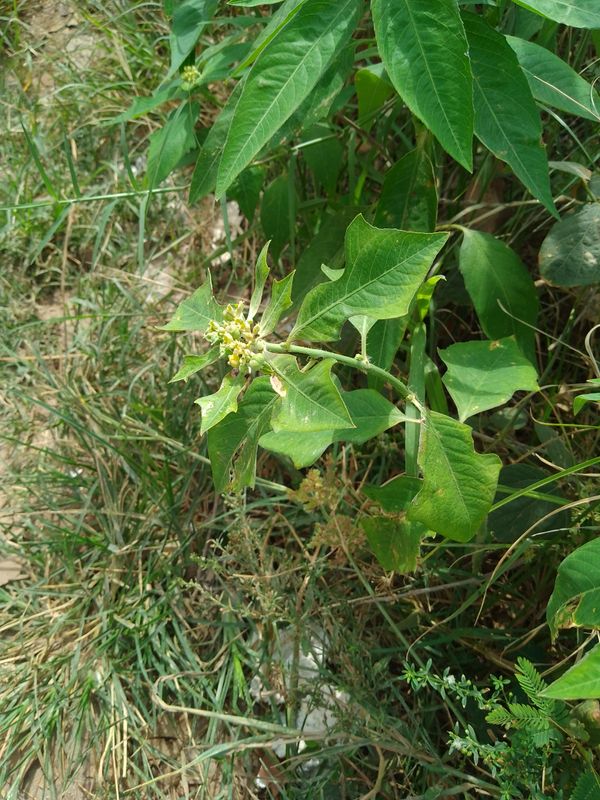 Identificação da planta Leiteira por foto