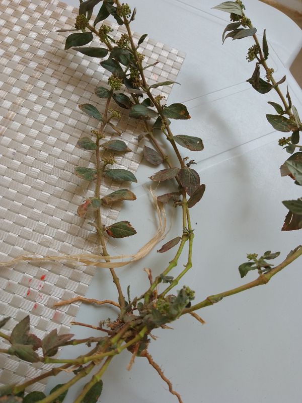 Identificação da planta Erva de Santa luzia por foto
