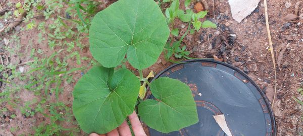 Identificação da planta Abóbora por foto