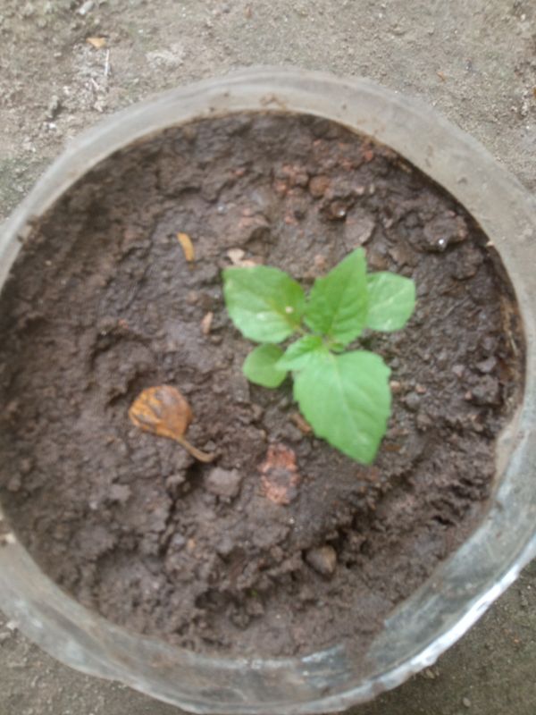 Identificação da planta Kamapu por foto