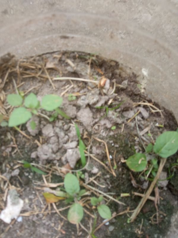 Identificação da planta Pimenta por foto
