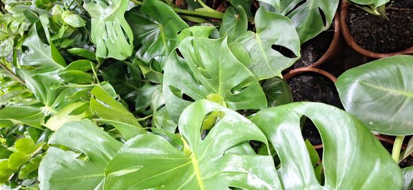 Identificação da planta Monstera deliciosa por foto