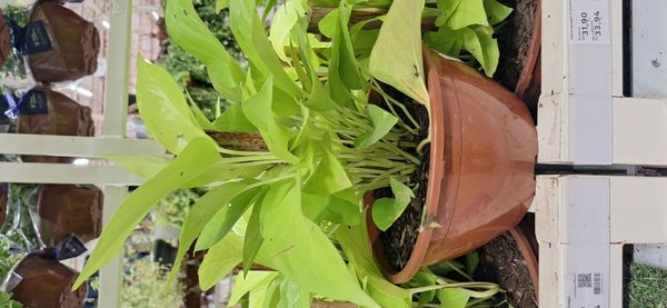 Identificação da planta Jiboia por foto