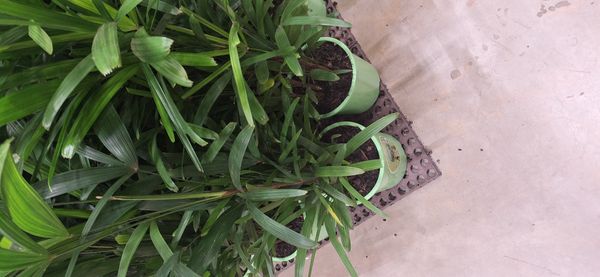 Identificação da planta Palmeira-ráfis por foto