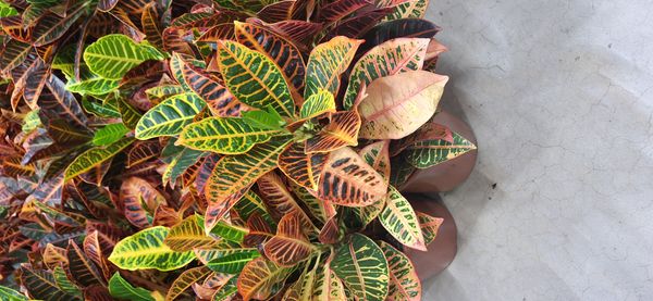 Identificação da planta Cróton por foto