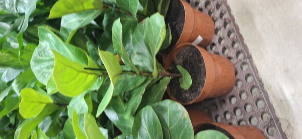 Identificação da planta Figueira-lira por foto