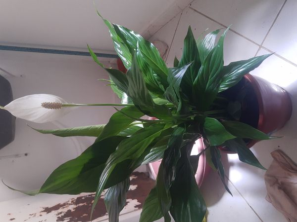 Identificação da planta Lírio-da-paz por foto