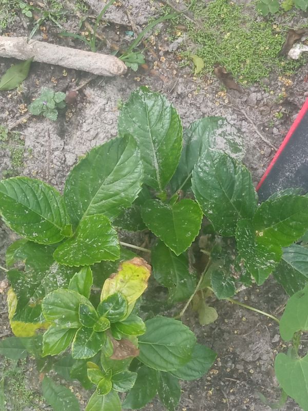 Identificação da planta Hortênsia por foto