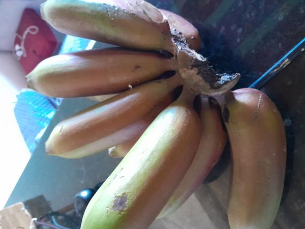 Identificação da planta Bananeira por foto